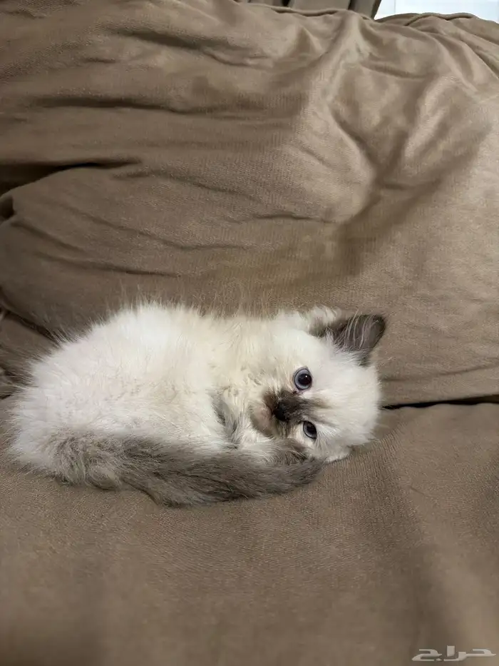 قطه هملايا 1