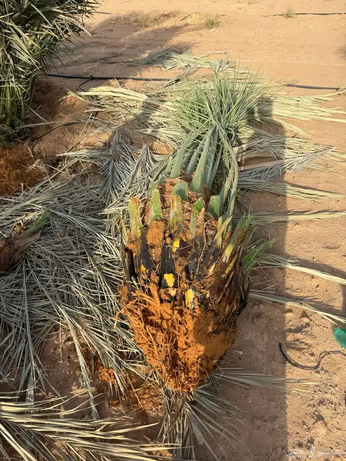 نخيل للبيع بجميع أنواعه 0