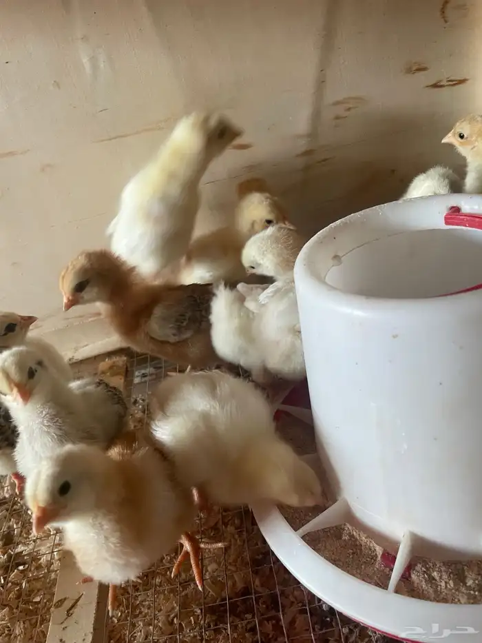 فروخ دجاج بلدي وفيومي 3