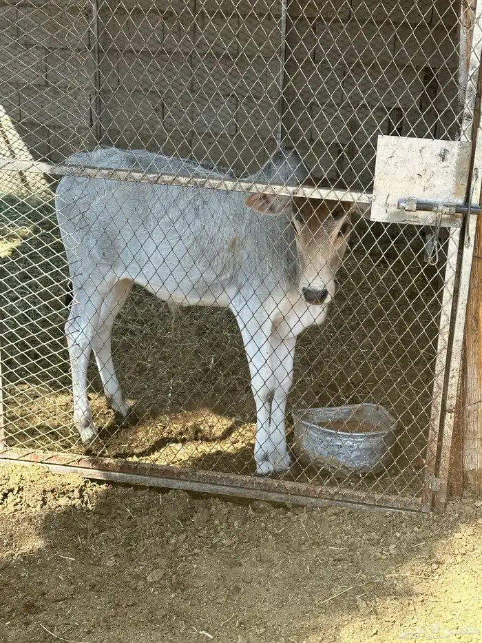 بقر للبيع 4