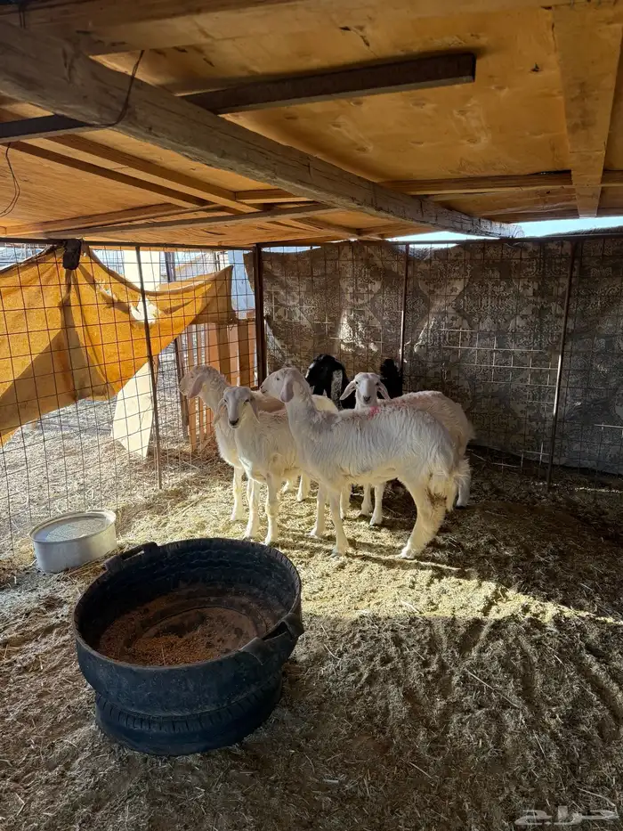 للبيع رخال السوم 1150 ريال الصامل يتصل 0