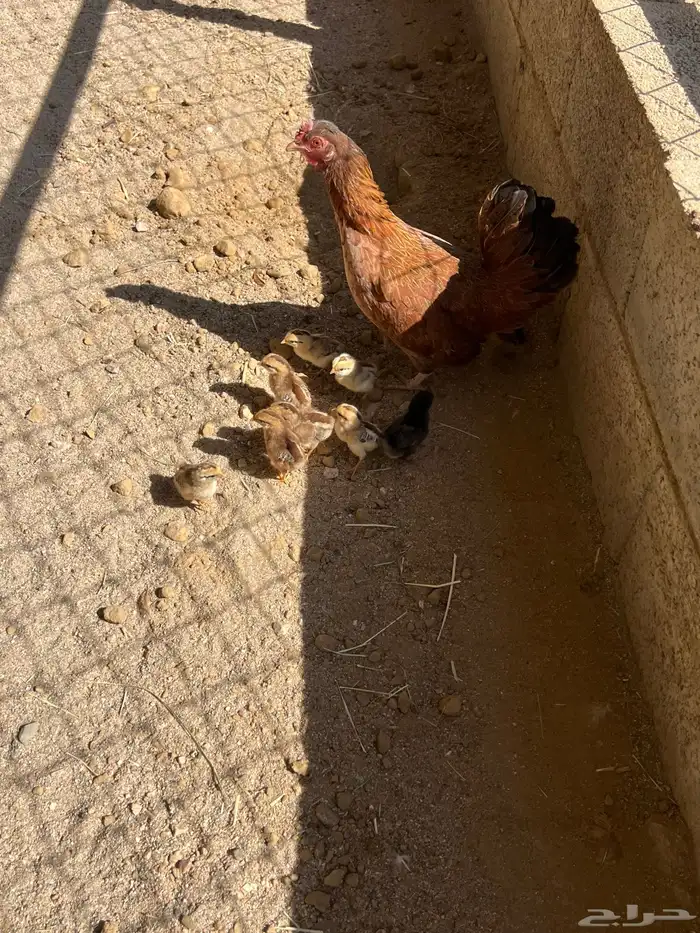 دجاجتين بفروخها والفروخ ابوها ديك تاج 1