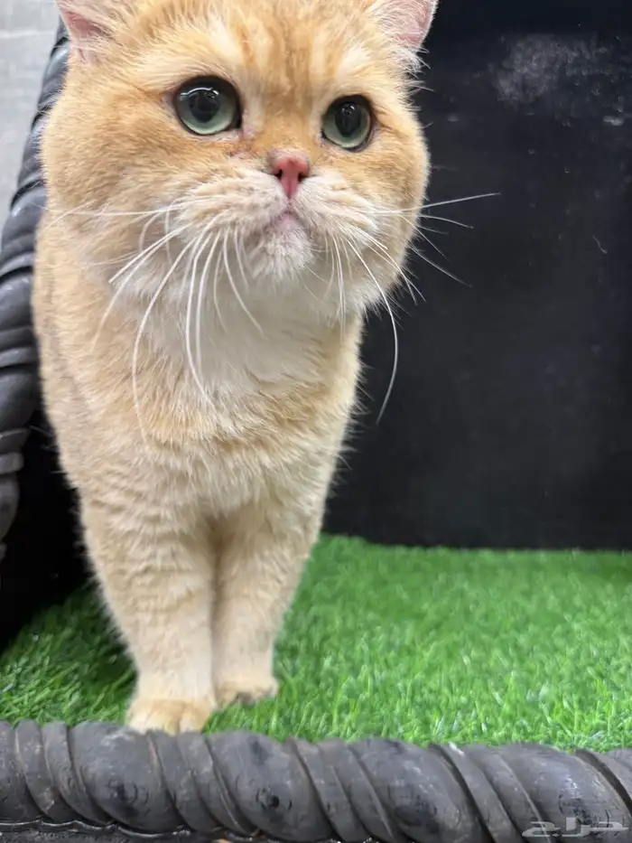 بيع كتن سكوتش فولد ستريت صور الام والاب موجودة 4