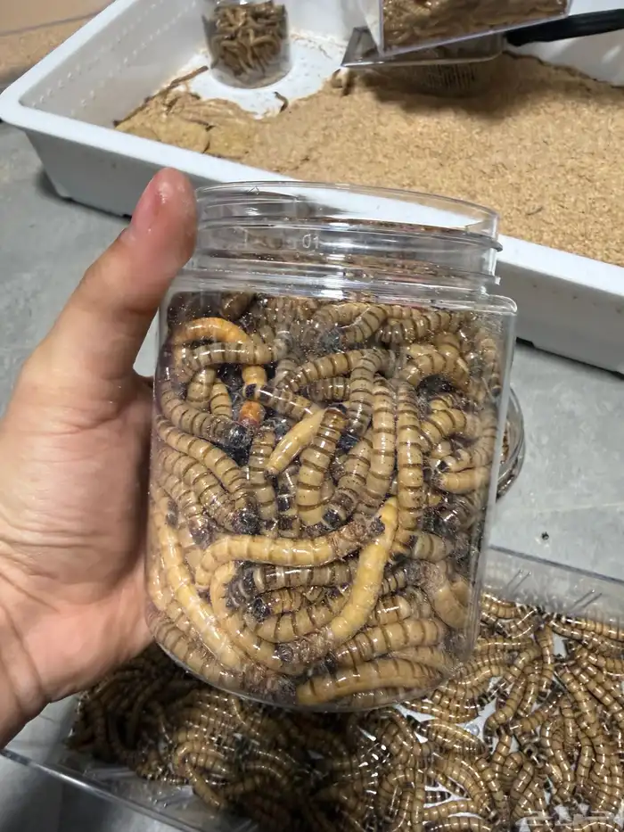 دود عتل للبيع الدمام 0