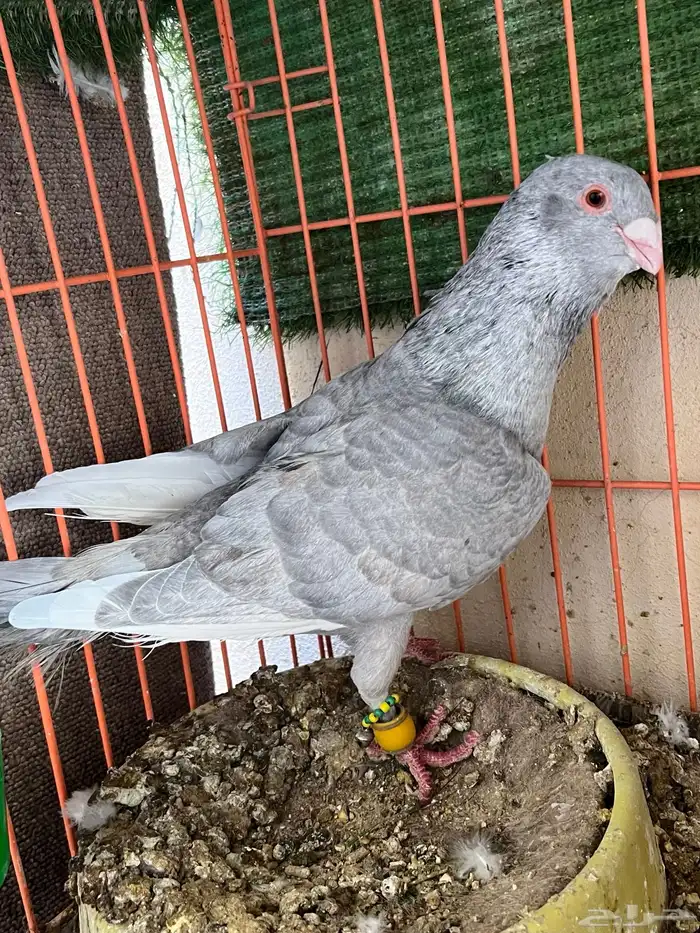 جوز حمام شامي مساويد 2