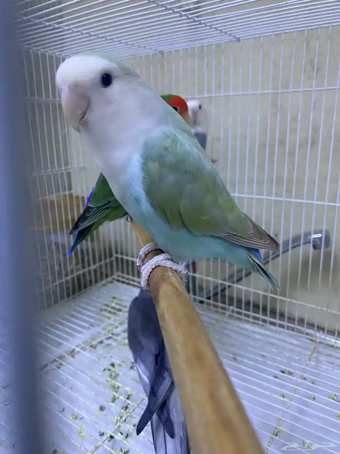 طيور روز و كروان و دره اسعارهم ممتازه 2