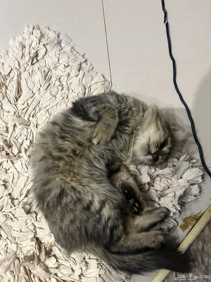 قط ذكر للتبني 0