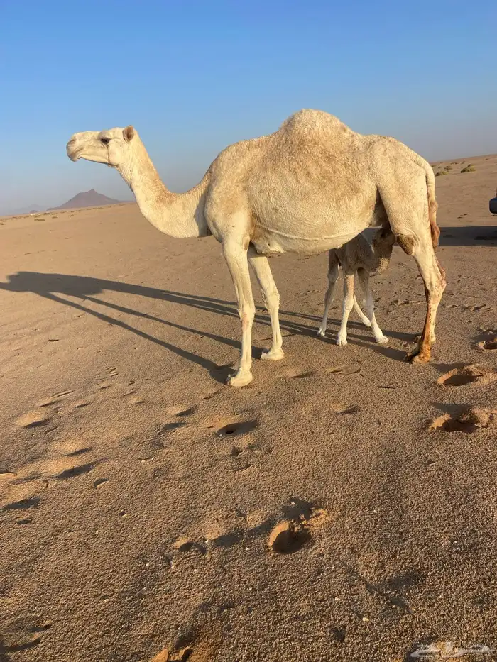 خلفه وضحاء 0