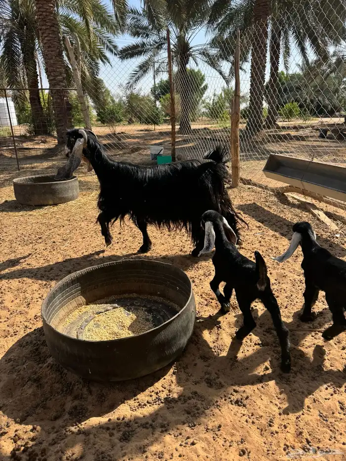 عنز عارضية 7