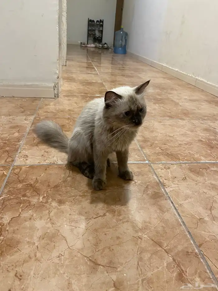 بسه همالايا 1