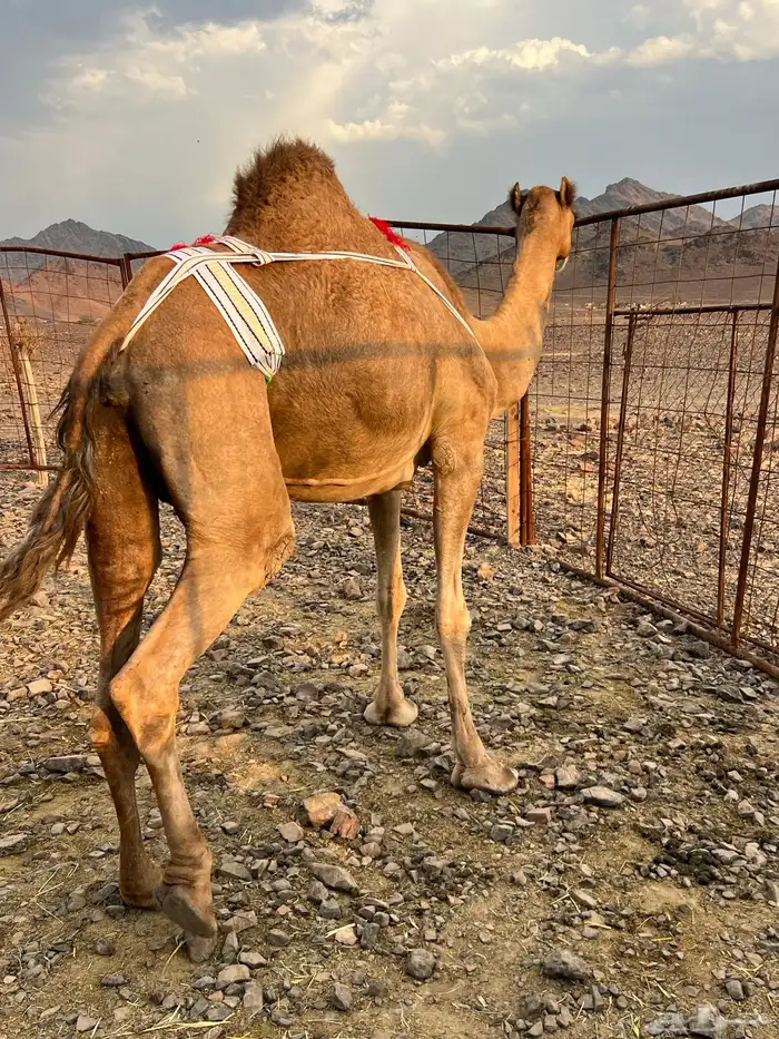 خلفه حمرا ساحليه منيحه ب 11500 تم البيع 4