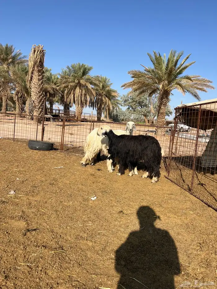 نجد مواليد 0