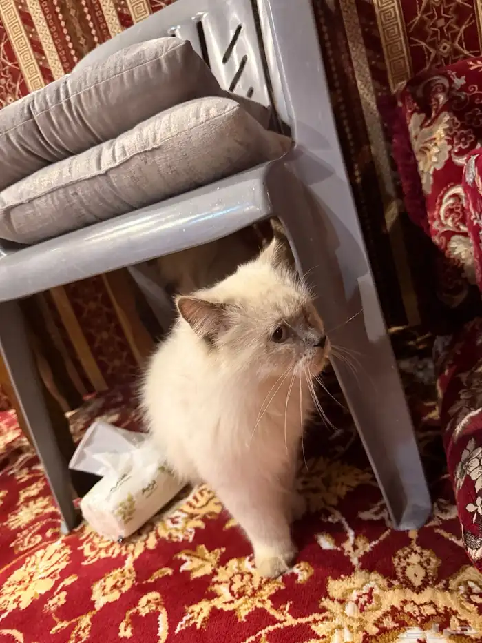 قط شيرازي اليف جدا 0