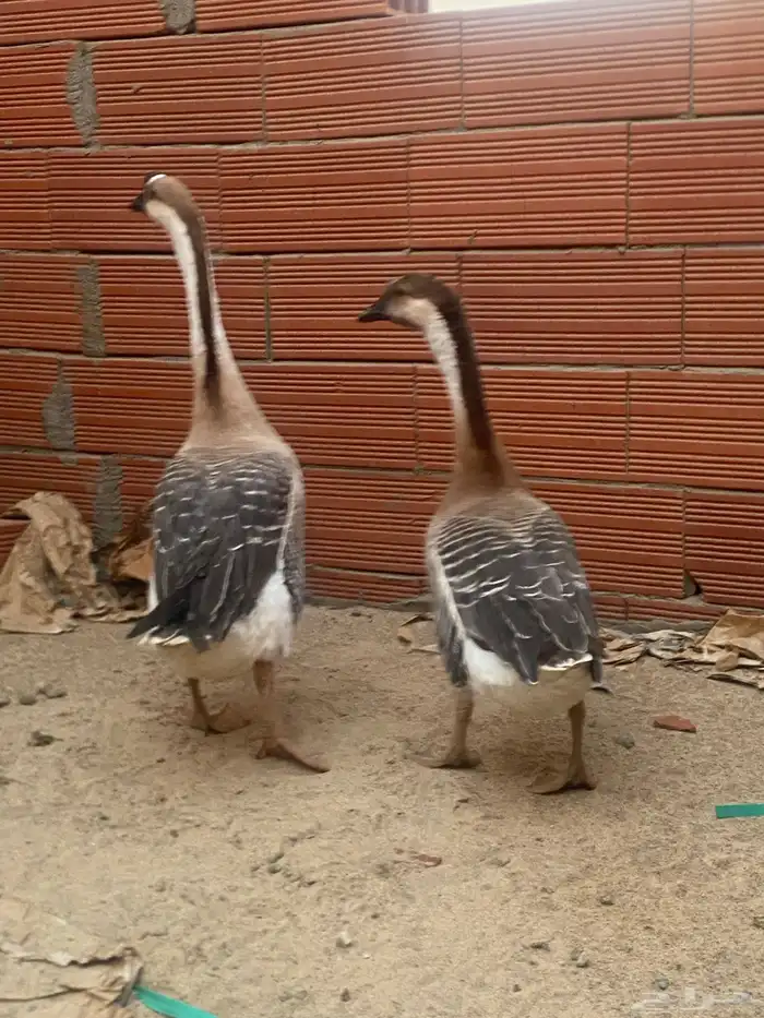 السلام عليكم وز عراقي للبيع 2