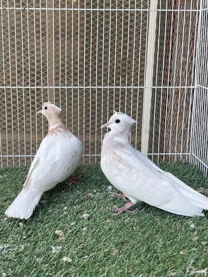 جوزياكريم اقرزل 1