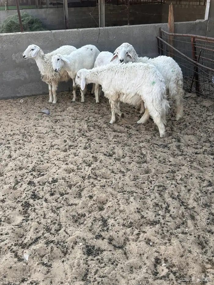 هرافى خرفان حري 9