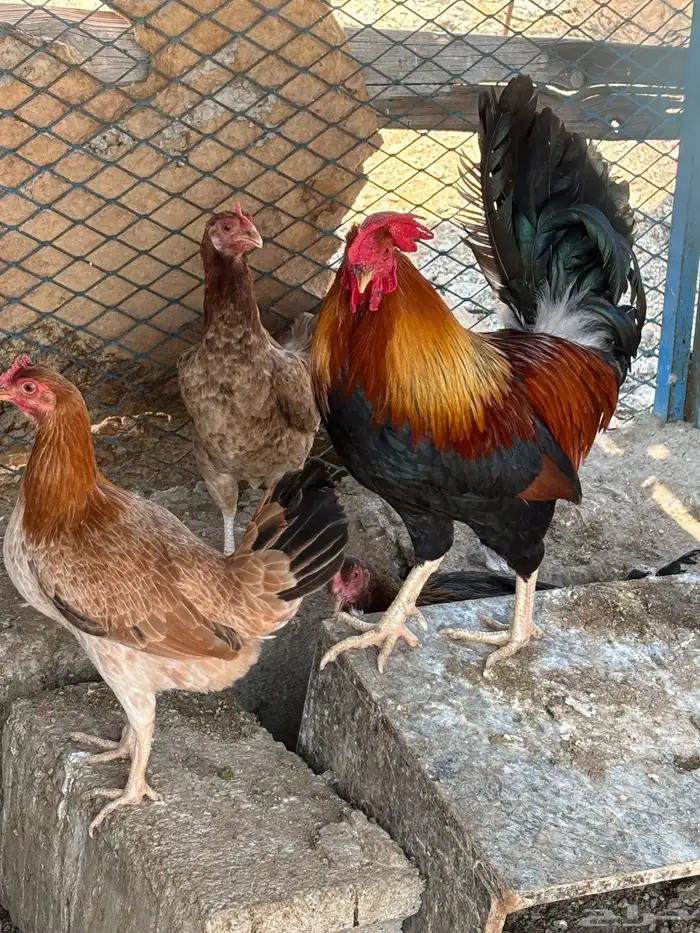 بيض رومي وباكستاني 7