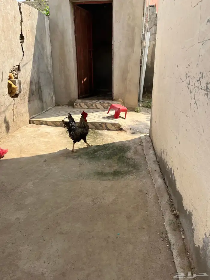 4 ديوك للبيع بلدي 0