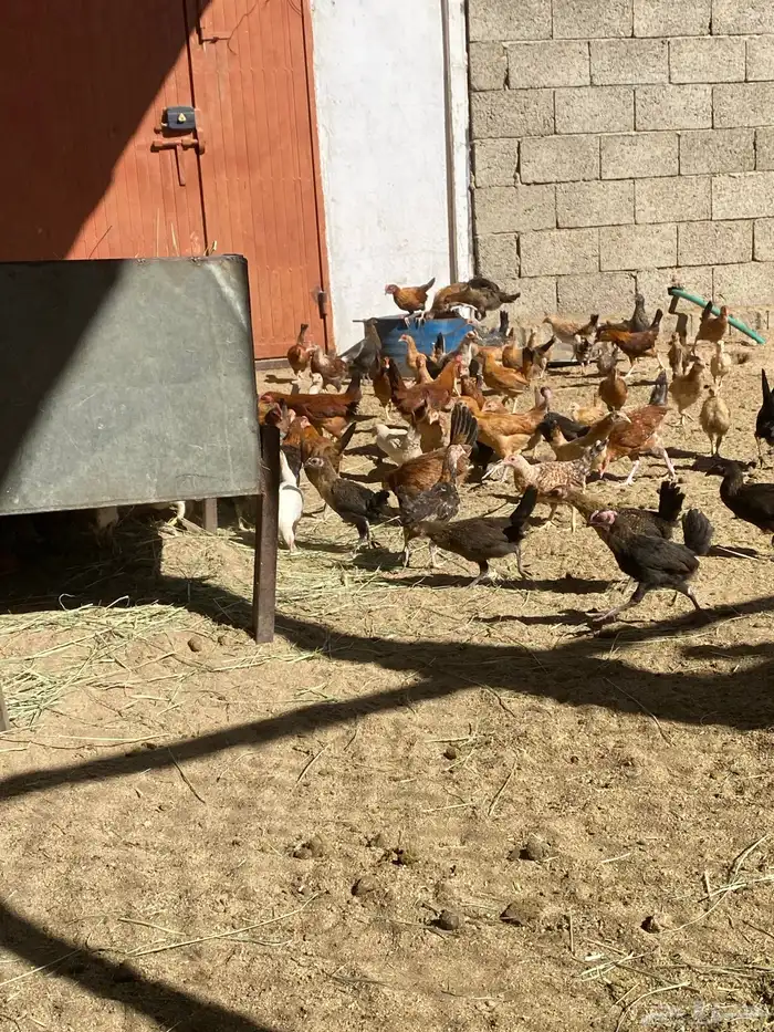 البيع دجاج شرط من المرض العدد تقريبان 100 دجاج 3
