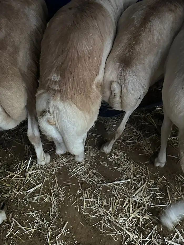 برابر ورفيديات مرابي 31