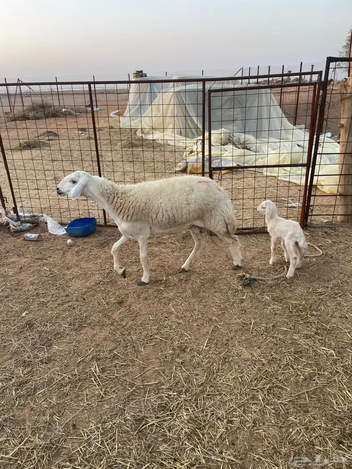 (شاه صنف والد جذعه) 0