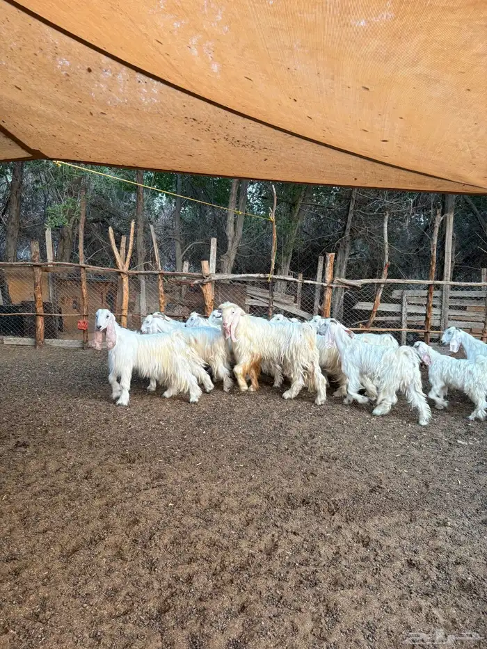 معزا عوارض بيض صنف 5