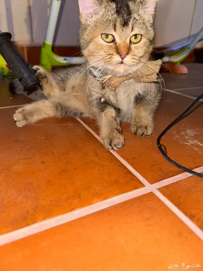 قطه سكوتش ستريت 1