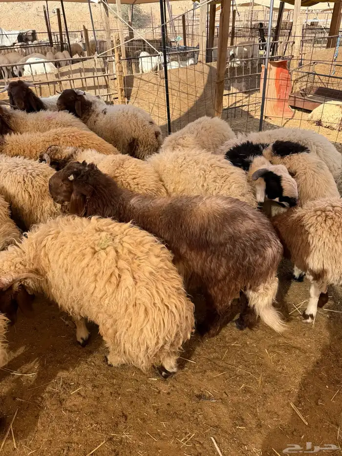 نعيم جبر بلدي للمناسبات تقييم 110 ومتوفر تمارا 4