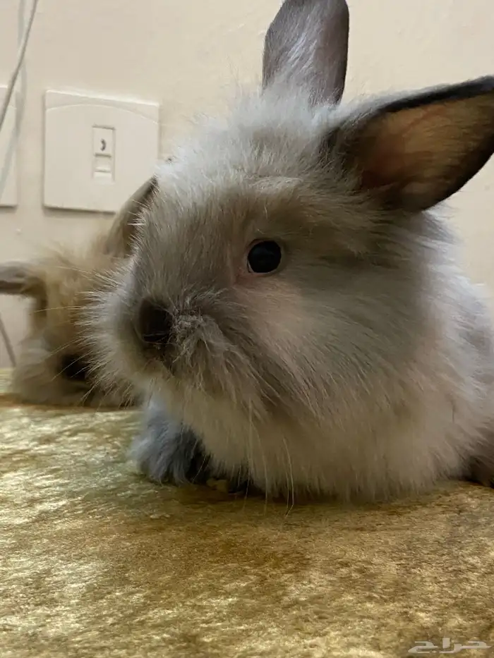 ارنب تيدي بير لوب اليف 7