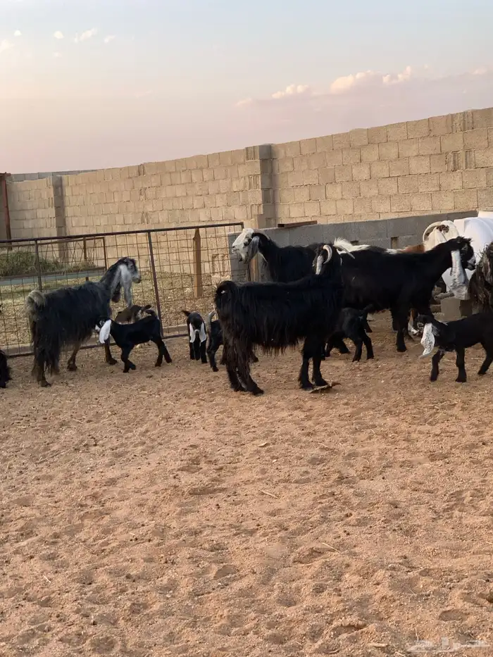 معزاء ولد عدد 10 معها 17 2