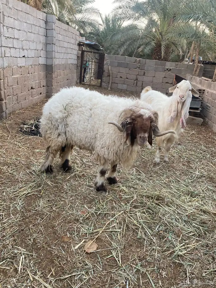 تيس فحل شرط القريع والإنتاج صحه وعافيه. 2