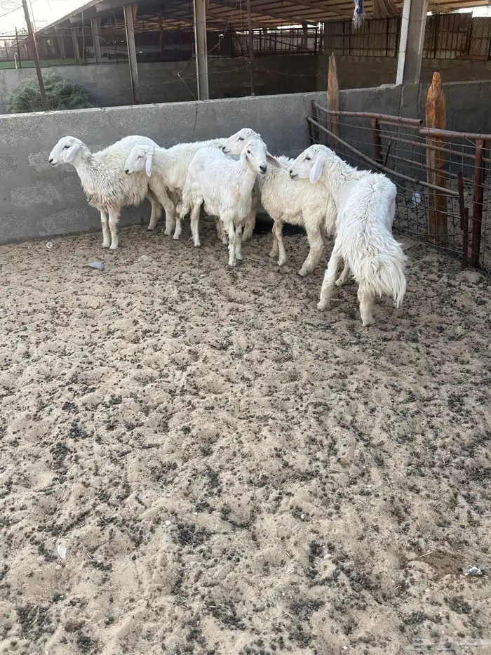 هرافى خرفان حري 10