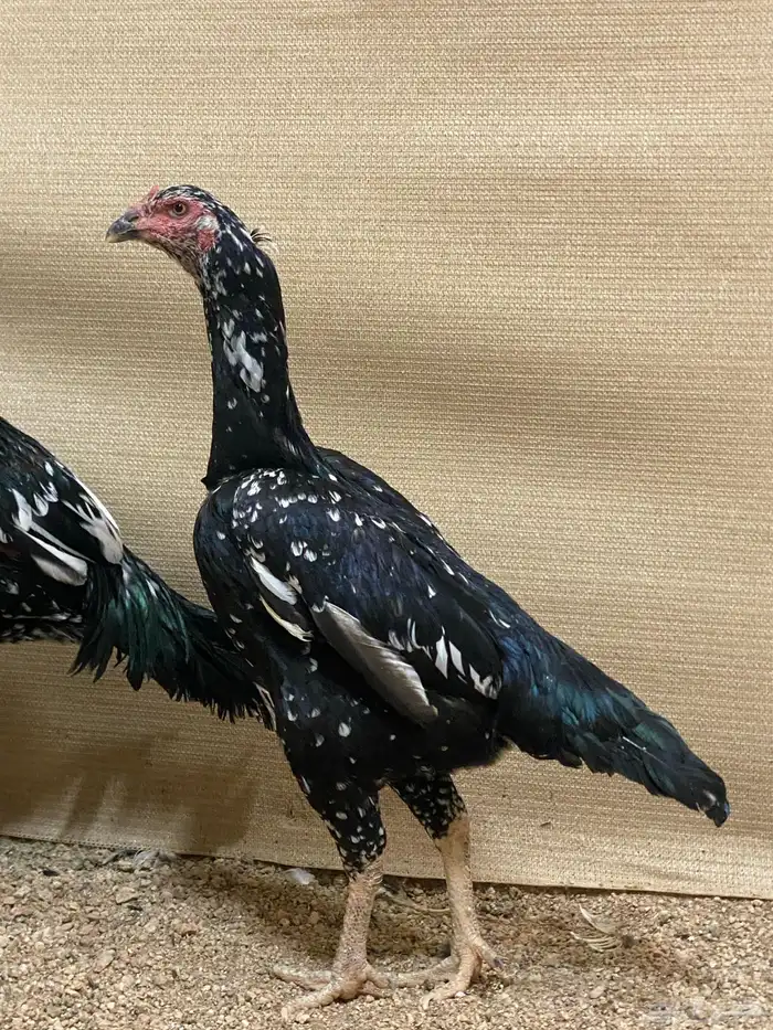 دجاج سندي نسل غبشان 2