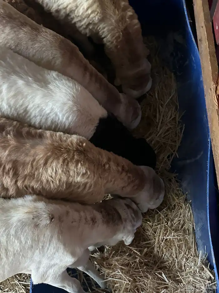 رفيديات جذعان مرآبي 7