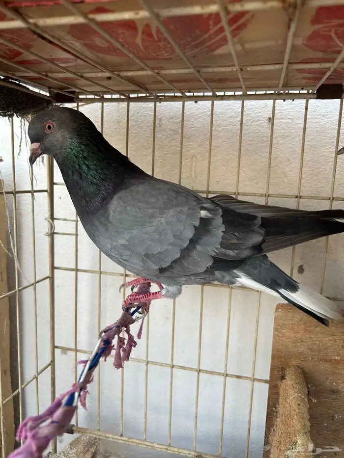 حمام قلابي قطيفي 4