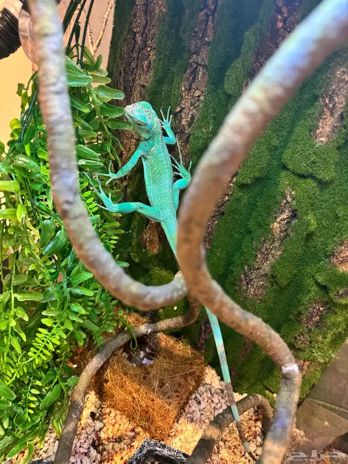 سحليه اغوانا زرقاء 4