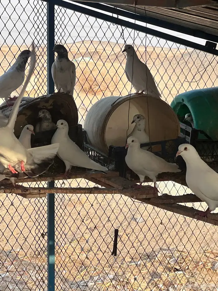 حمام مشكل 11