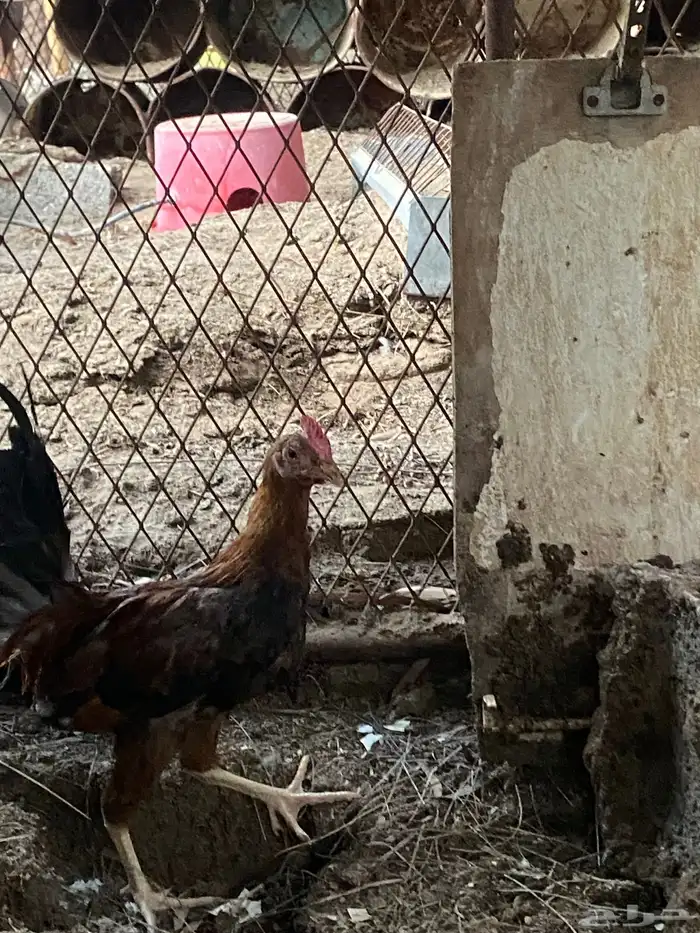 ديوك هجين وبلدي وفيومي 6