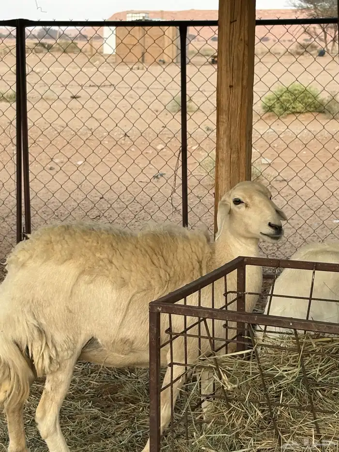 شاه حريه ثنيه دافع شهرين ونص فحص سونار شرط ديد سليم 5