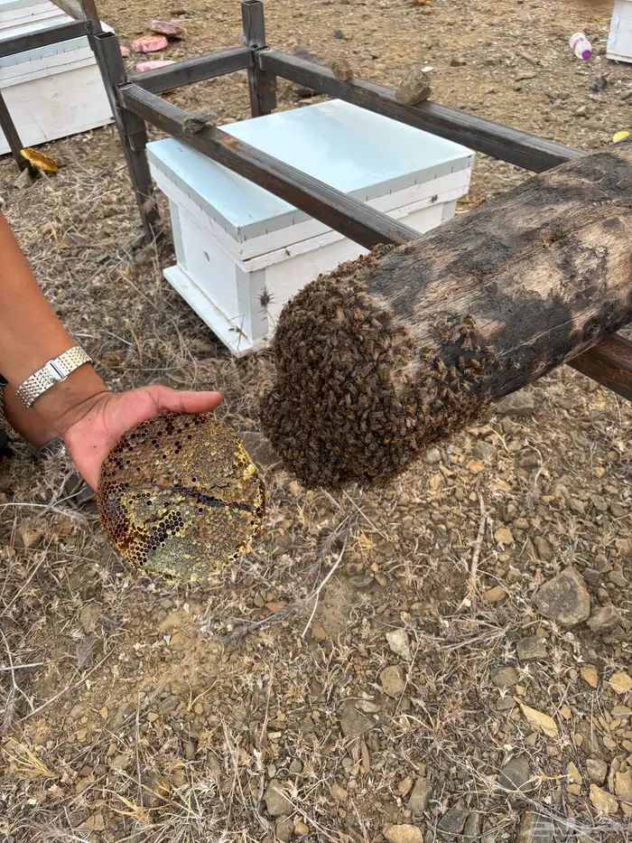 عسل شمع - خزاين وسحايه - 7