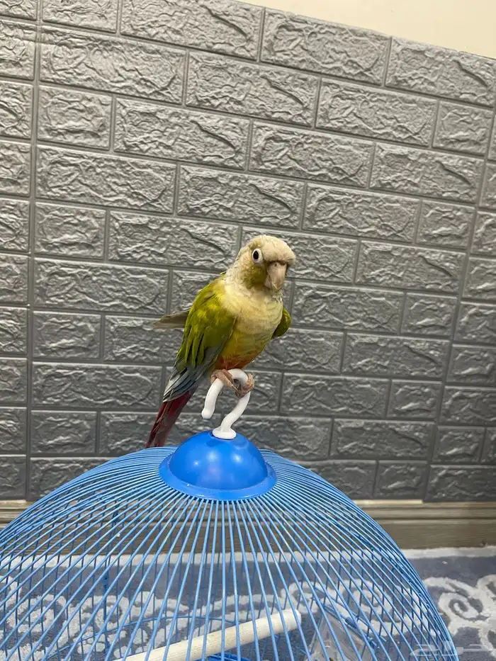 السلام عليكم 0