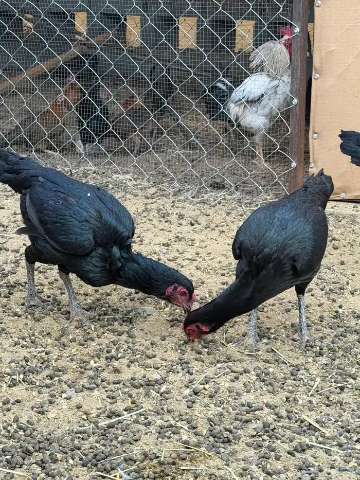 دجاج باكستاني سندي بيور 2