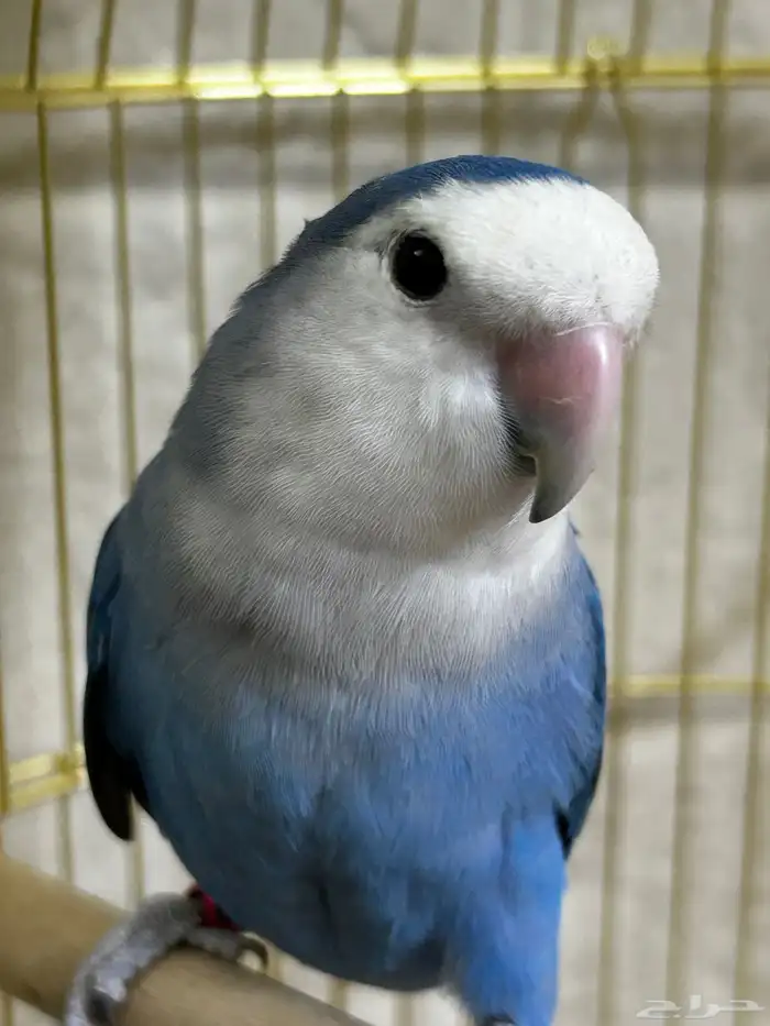 طير روز للبيع 0