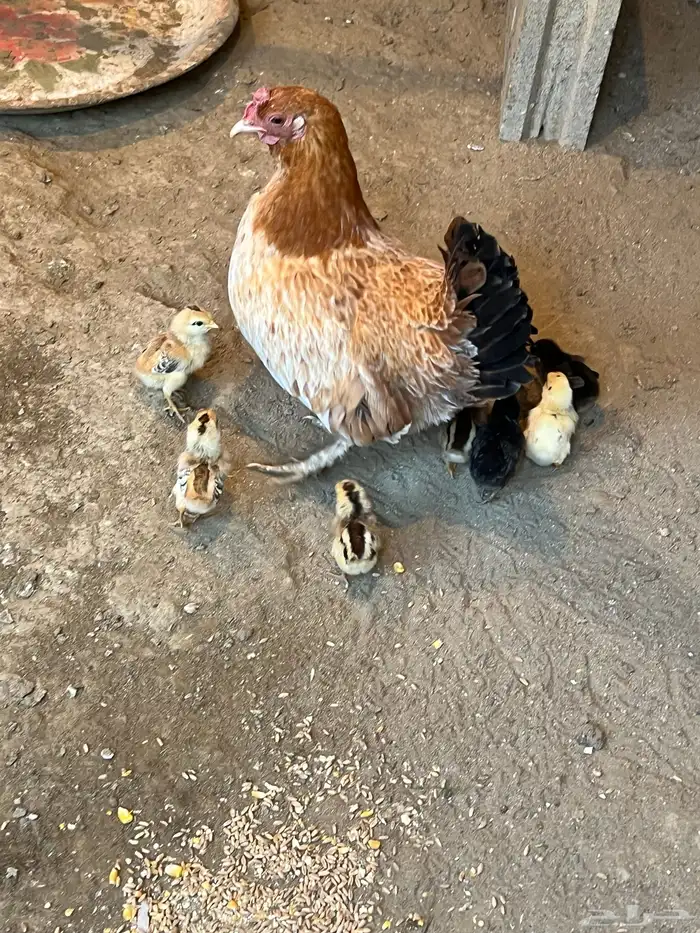 دجاجتين بفروخها والفروخ ابوها ديك تاج 6