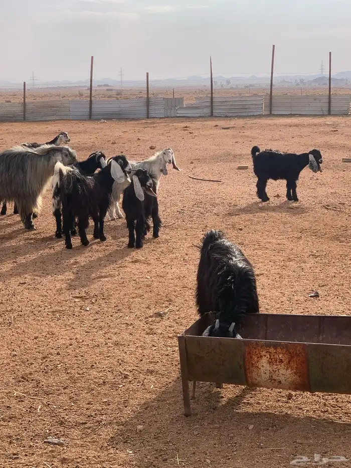 ماعز عوارض 1