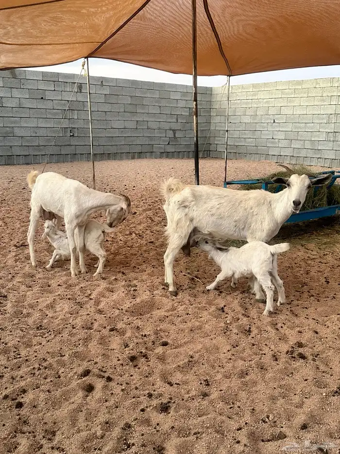 معزا خلفات 4