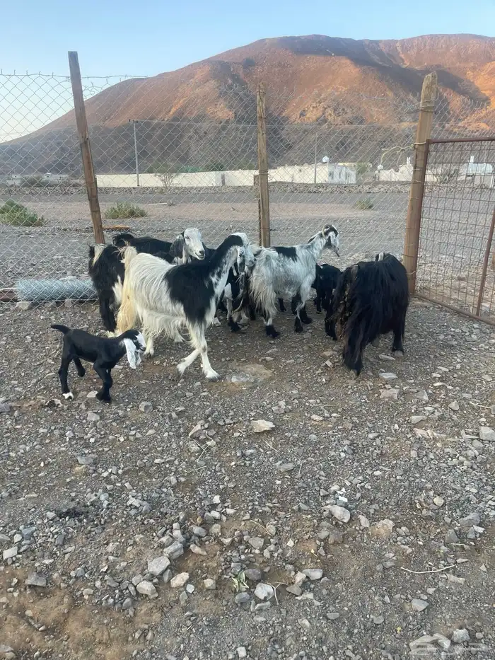 ( تم. البيع )معزاء متاويم للبيع 7