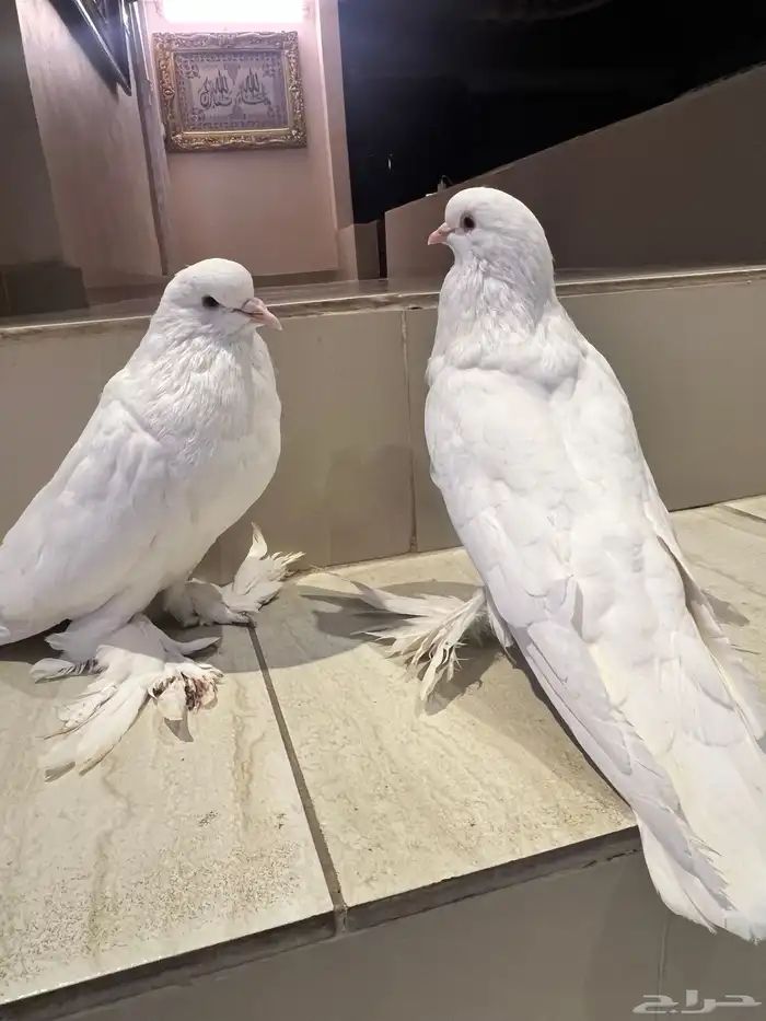 نفاخ بو مريان منتج سوبر 2