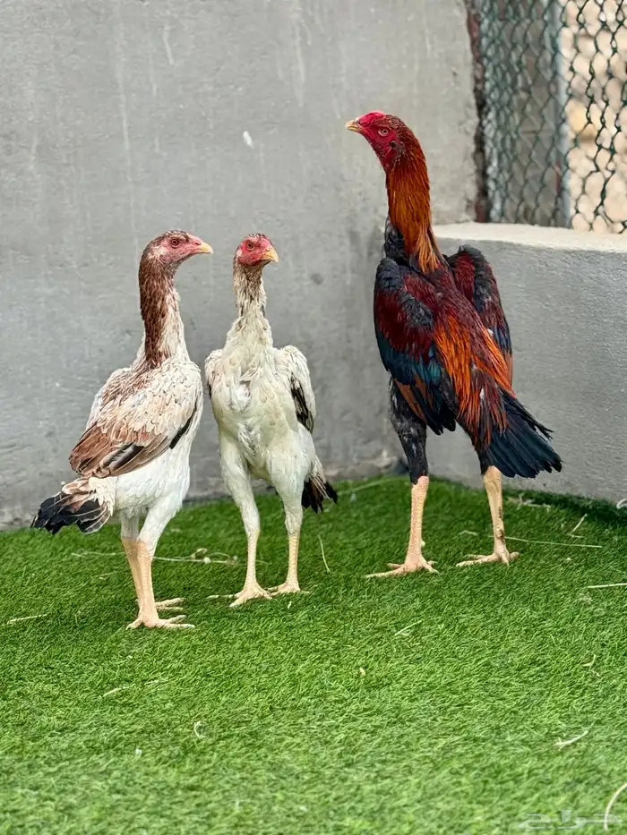 شامو ياباني 0