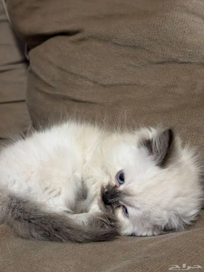 قطه هملايا 2